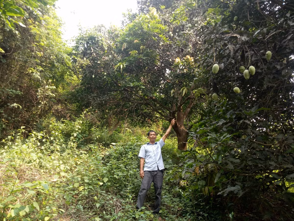 Trong xoai cat moc dac san o Binh Dinh, chua bao gio lo e-Hinh-2