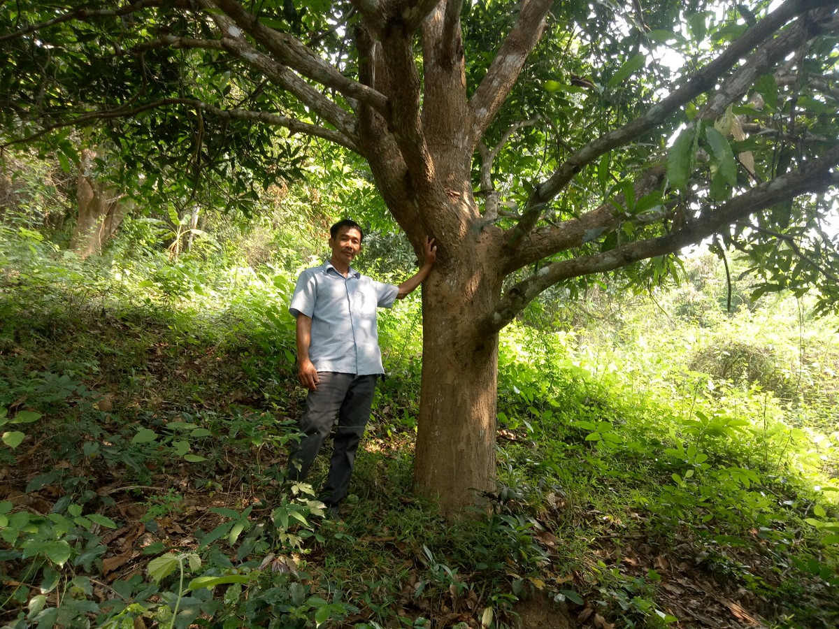 Trong xoai cat moc dac san o Binh Dinh, chua bao gio lo e