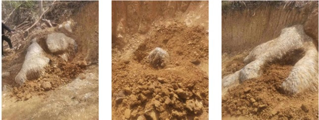 'Hóa thạch rồng' xuất hiện ở Hồ Nam? ảnh 2 'Hóa thạch rồng' xuất hiện ở Hồ Nam? ảnh 2