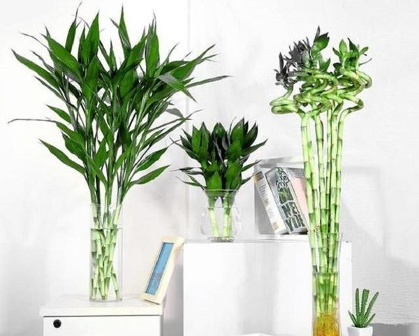 Nen trong bao nhieu cay truc phat tai de hut loc, nuoi diem lanh?-Hinh-3