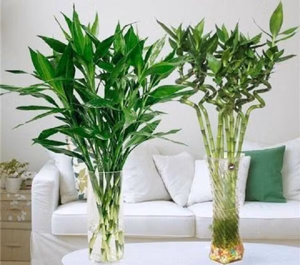 Nen trong bao nhieu cay truc phat tai de hut loc, nuoi diem lanh?