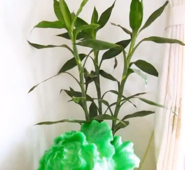 Nen trong bao nhieu cay truc phat tai de hut loc, nuoi diem lanh?-Hinh-2