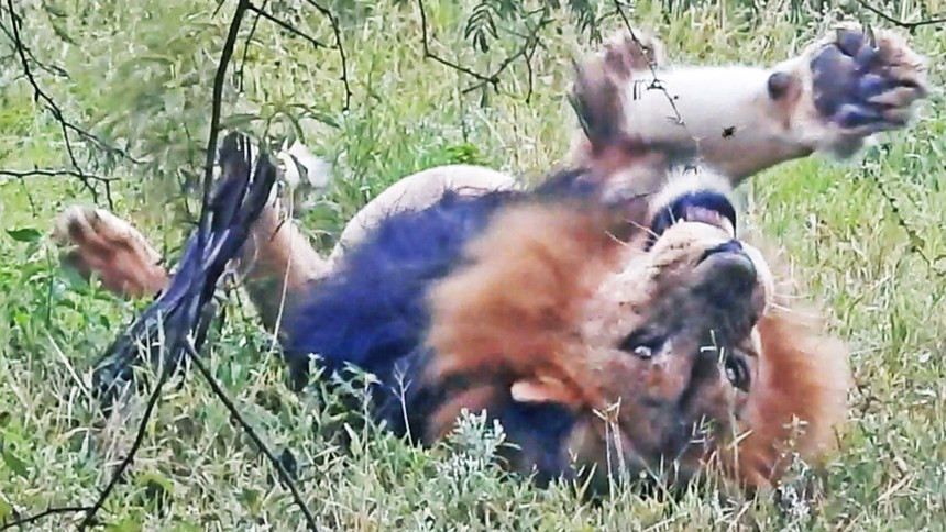 Vua su tu cung phai “chao thua” truoc sinh vat ty hon