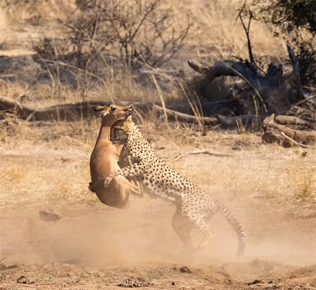 Su that bat ngo phia sau canh tuong bao san ‘vac’ linh duong Impala-Hinh-4