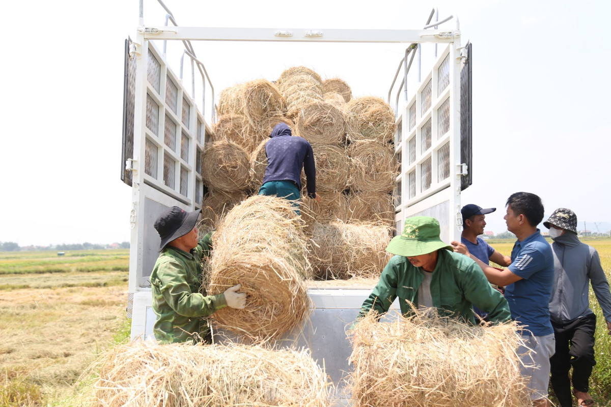 Doi nang 40 do C, kiem tien tu nghe cuon rom o Nghe An-Hinh-10