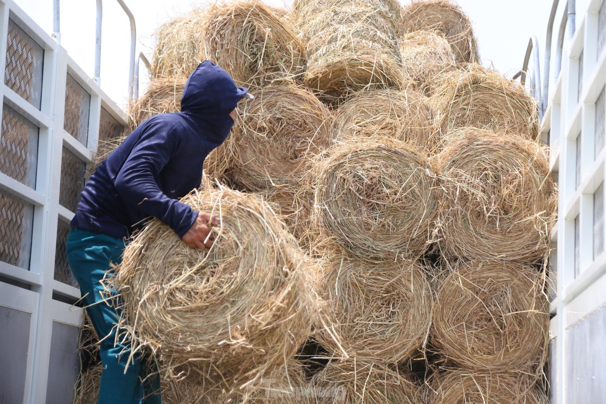 Doi nang 40 do C, kiem tien tu nghe cuon rom o Nghe An-Hinh-9