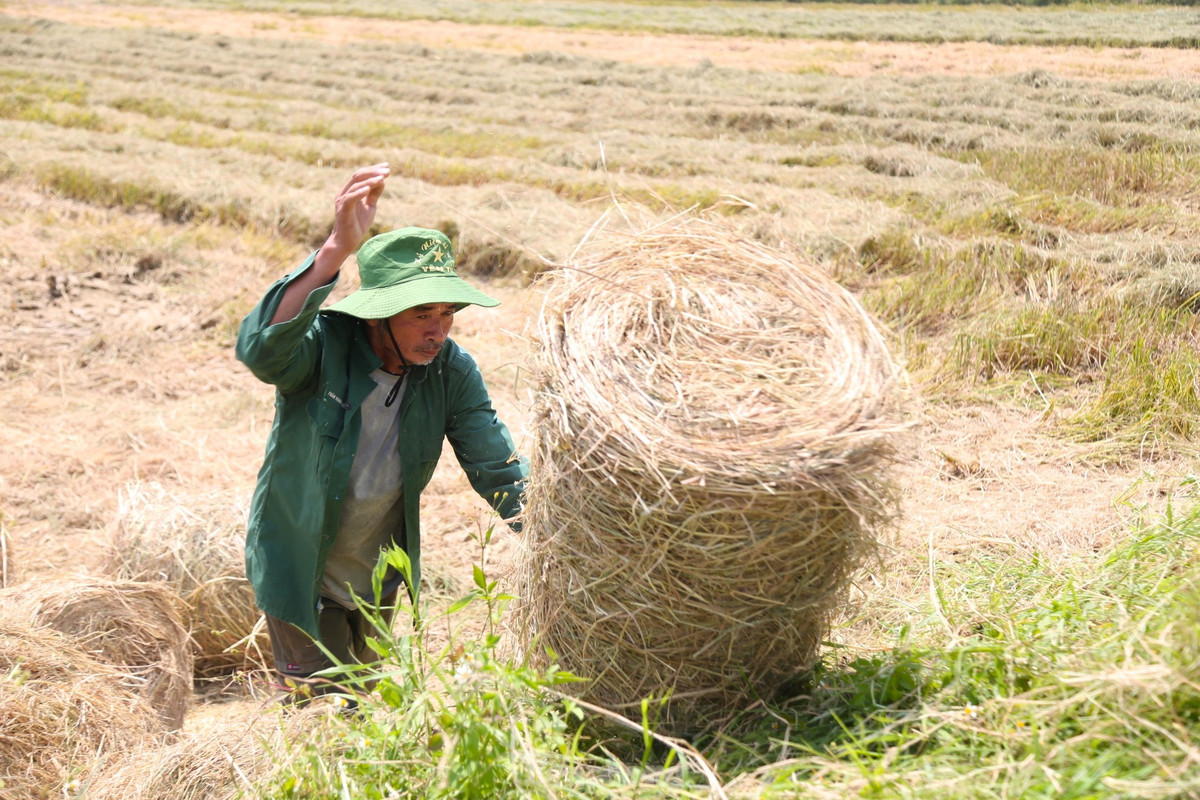 Doi nang 40 do C, kiem tien tu nghe cuon rom o Nghe An-Hinh-7