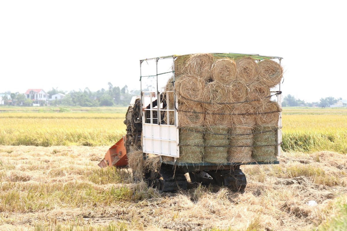 Doi nang 40 do C, kiem tien tu nghe cuon rom o Nghe An-Hinh-4