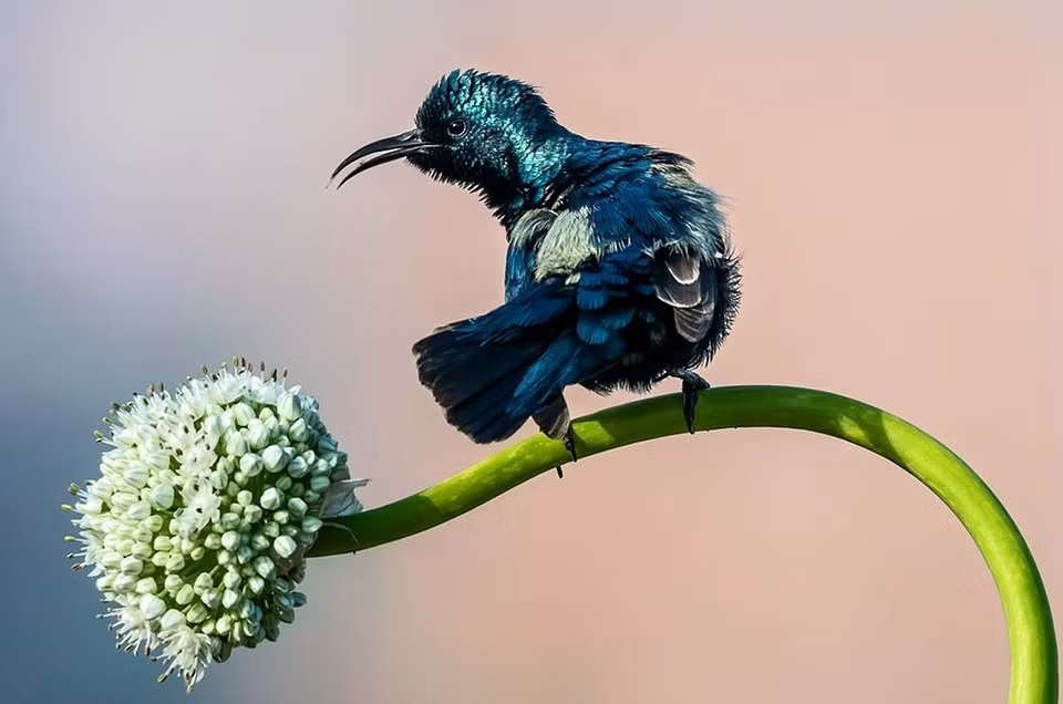 4 con giap phuc loc song toan, tien bac hanh thong