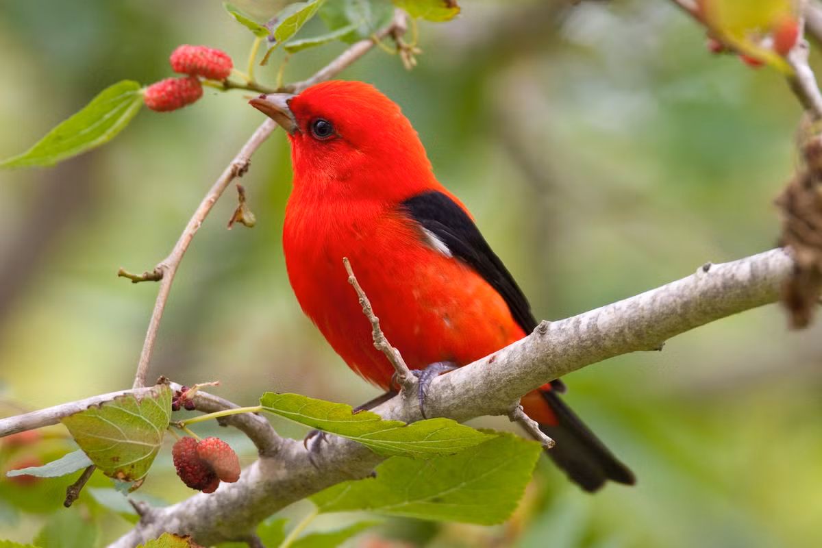 4 con giap phuc loc song toan, tien bac hanh thong-Hinh-3