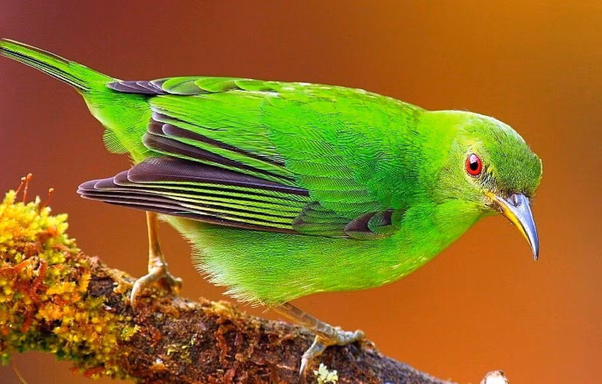 4 con giap phuc loc song toan, tien bac hanh thong-Hinh-2