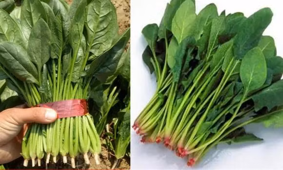 4 loai thuc pham huu ich thuc day su phat trien cua be-Hinh-3