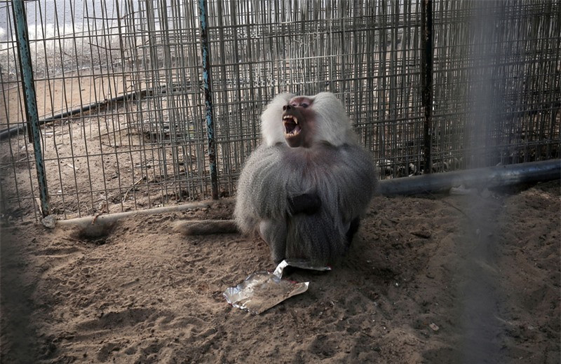 “Rùng mình” trước cảnh lấy xác thú khô làm đồ chơi ở Gaza ảnh 4