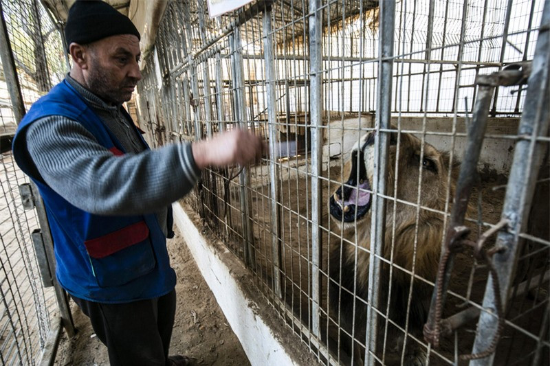 “Rùng mình” trước cảnh lấy xác thú khô làm đồ chơi ở Gaza ảnh 7