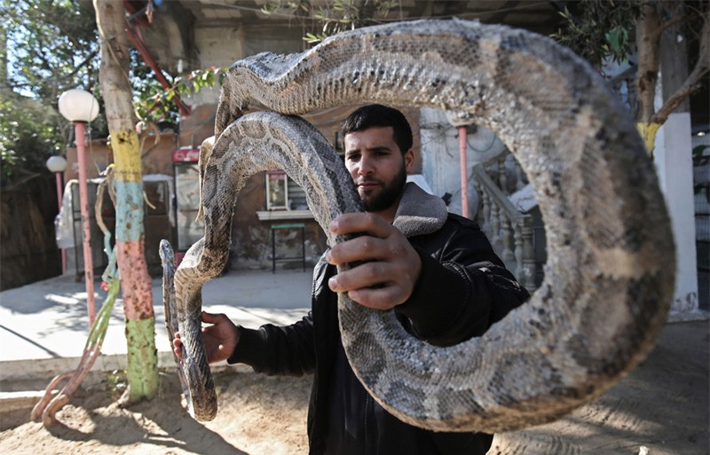 “Rùng mình” trước cảnh lấy xác thú khô làm đồ chơi ở Gaza ảnh 2