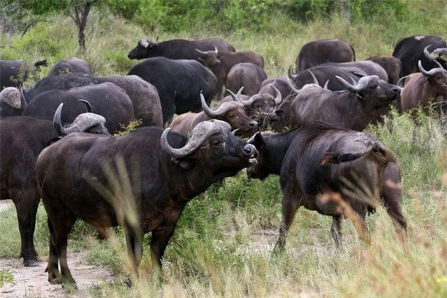 Trau rung nhac bong ca sau du bi can vao mui