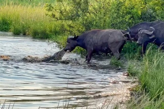 Trau rung nhac bong ca sau du bi can vao mui-Hinh-2