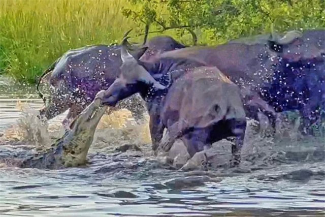 Trau rung nhac bong ca sau du bi can vao mui-Hinh-3