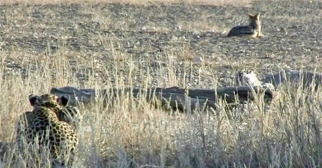 Clip: Ke di san tro thanh con moi trong tich tac