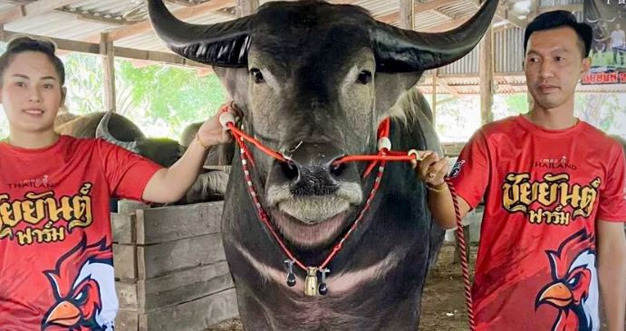 Con trâu đực 1 tấn được bán với giá khủng 4,5 tỷ đồng Con trau duc 1 tan duoc ban voi gia khung 4,5 ty dong