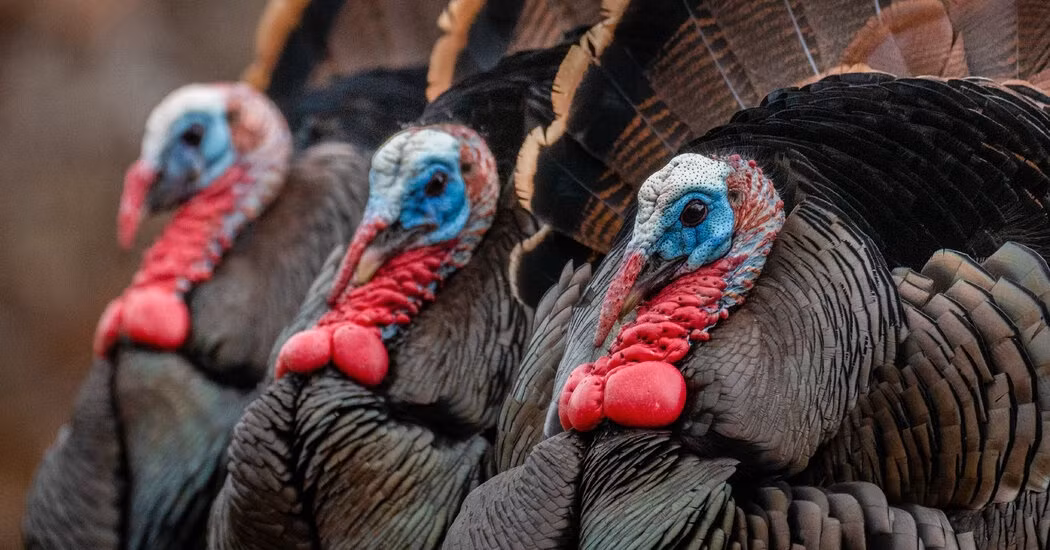 E.Coli gay hon nua trieu ca nhiem trung duong tiet nieu o My moi nam-Hinh-3