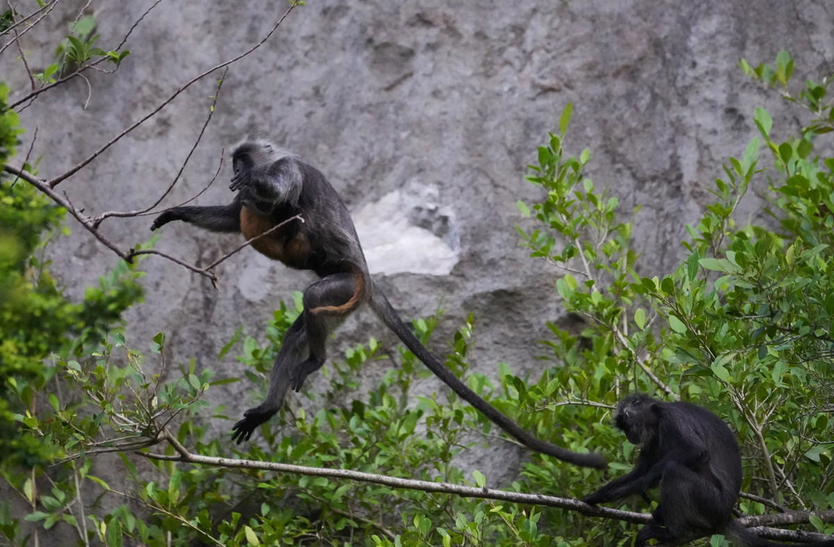 Việc di dời đàn voọc về núi Hòn Chông được xem là giải pháp hợp lý của tỉnh Kiên Giang, khi đây là vùng núi rộng lớn, thuộc Khu Dự trữ sinh quyển thế giới đã được UNESCO công nhận. Điều này đồng nghĩa với việc môi trường sống của đàn voọc sẽ được bảo tồn, không bị xâm phạm.