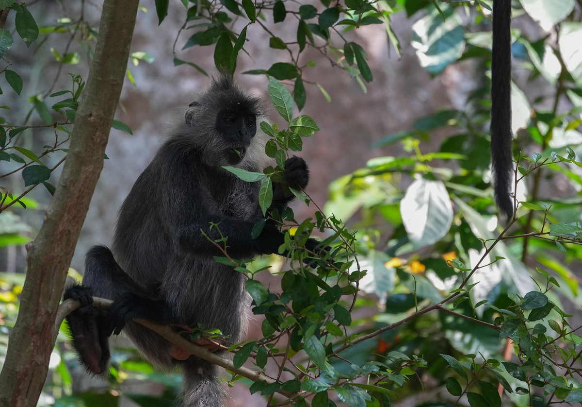 Thêm vào đó, sở Khoa học và Công nghệ tỉnh Kiên Giang từng nhận định, núi Hòn Chông hội đủ điều kiện tự nhiên cần thiết cho loài voọc sinh sống, như: bảo đảm nguồn nước, thức ăn, không bị tác động nhiều của con người và đặc biệt là loài voọc bạc Đông Dương đã từng sinh sống ở đây.