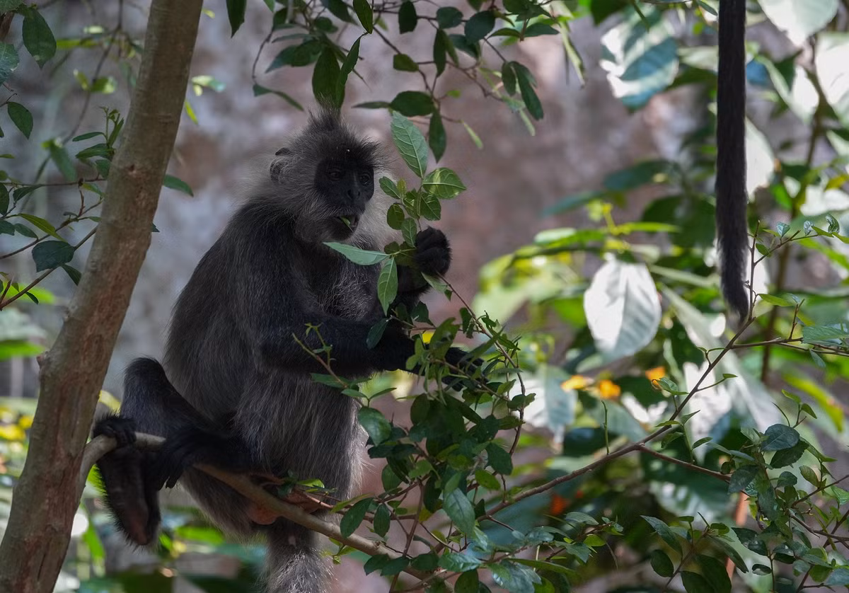 Thêm vào đó, sở Khoa học và Công nghệ tỉnh Kiên Giang từng nhận định, núi Hòn Chông hội đủ điều kiện tự nhiên cần thiết cho loài voọc sinh sống, như: bảo đảm nguồn nước, thức ăn, không bị tác động nhiều của con người và đặc biệt là loài voọc bạc Đông Dương đã từng sinh sống ở đây.