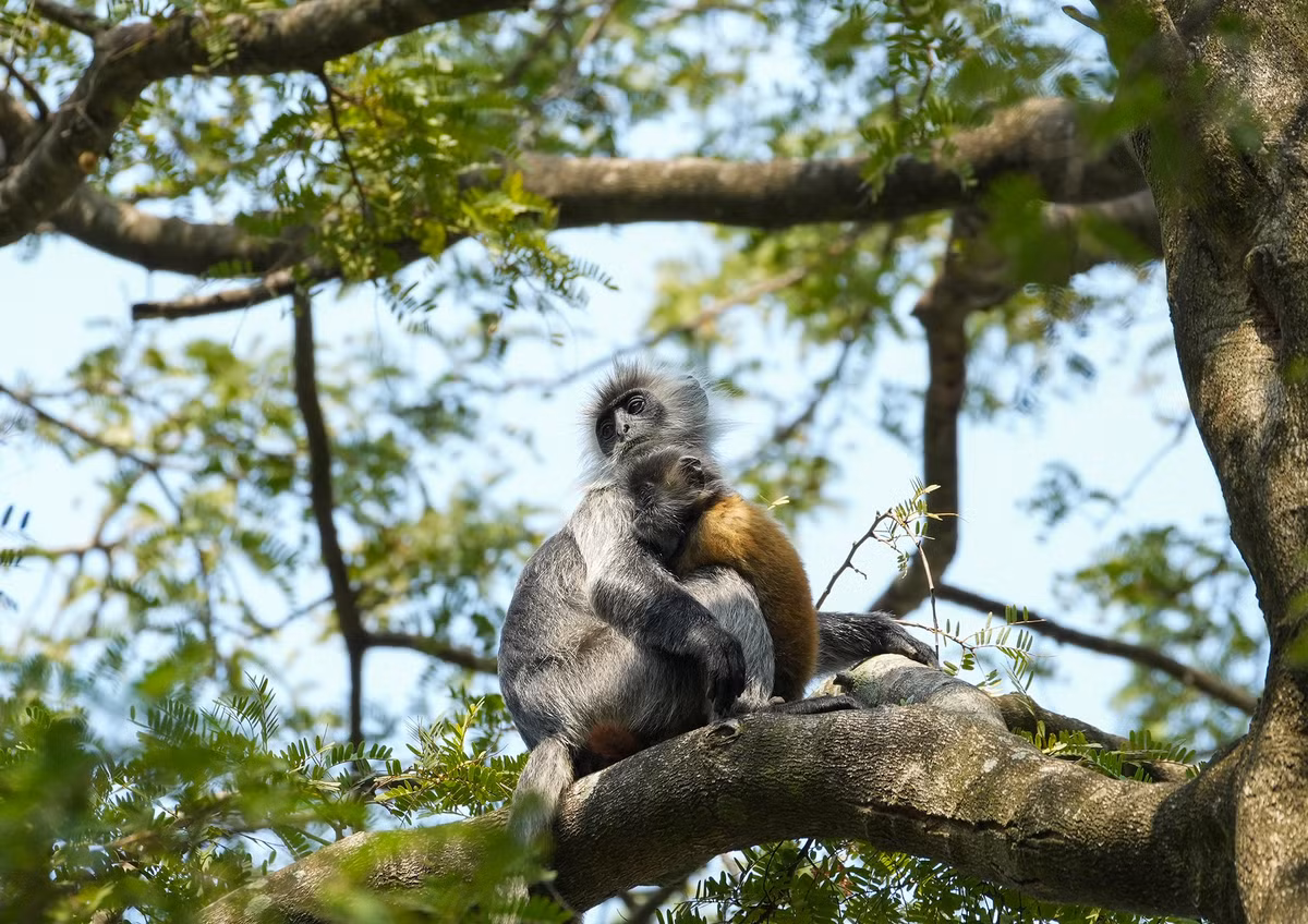 Thêm một tín hiệu đáng mừng là những năm qua, có nhiều cá thể voọc con được sinh ra. Trên cơ sở này, ngành chức năng tỉnh Kiên Giang nhận định sau 12 năm di dời về núi Hòn Chông, số lượng đàn voọc có thể tăng thêm nhiều cá thể dù chưa được kiểm đếm chính xác.