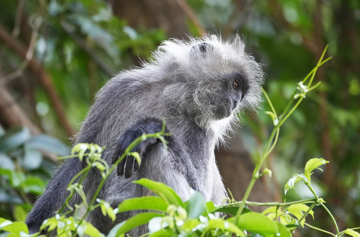 Voọc bạc Đông Dương trưởng thành còn có chân lông màu trắng, trông giống như tóc bạc của người. Trên đầu có lông mọc dài thành chóp nhọn, mặt màu đen không có vòng tròn trắng xung quanh khóe mắt, tay và chân đen.