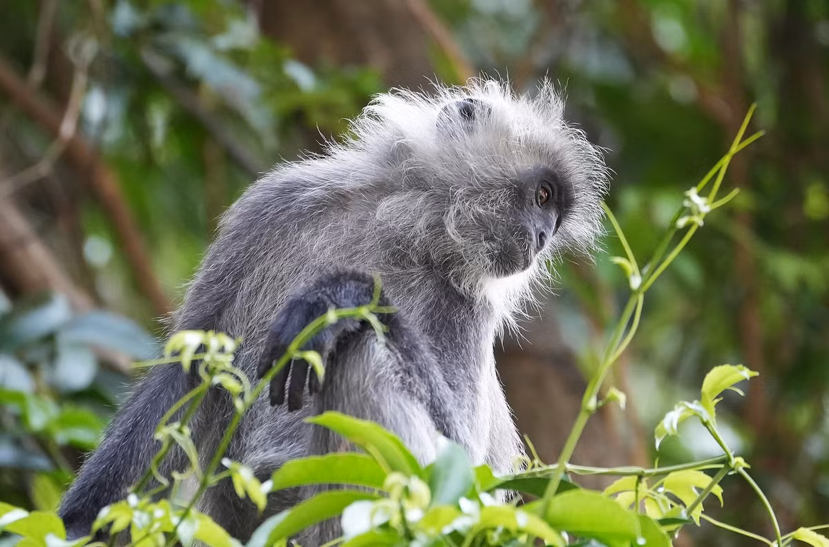 Voọc bạc Đông Dương trưởng thành còn có chân lông màu trắng, trông giống như tóc bạc của người. Trên đầu có lông mọc dài thành chóp nhọn, mặt màu đen không có vòng tròn trắng xung quanh khóe mắt, tay và chân đen.