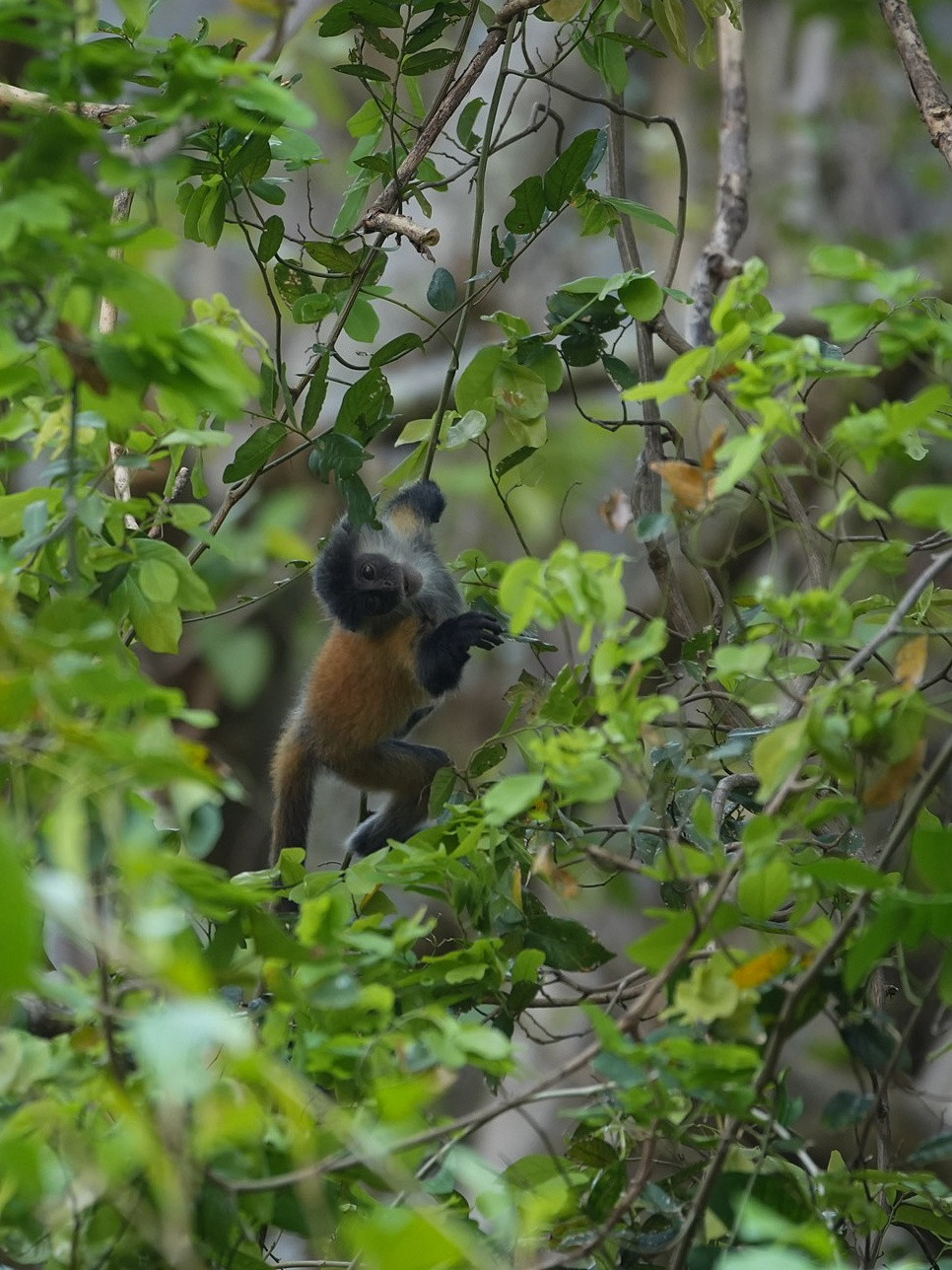 Voọc con khá dễ nhận biết vì có màu lông màu xám vàng. Trong khi đó, voọc bạc Đông Dương trưởng thành lại có bộ lông màu xám sẫm.