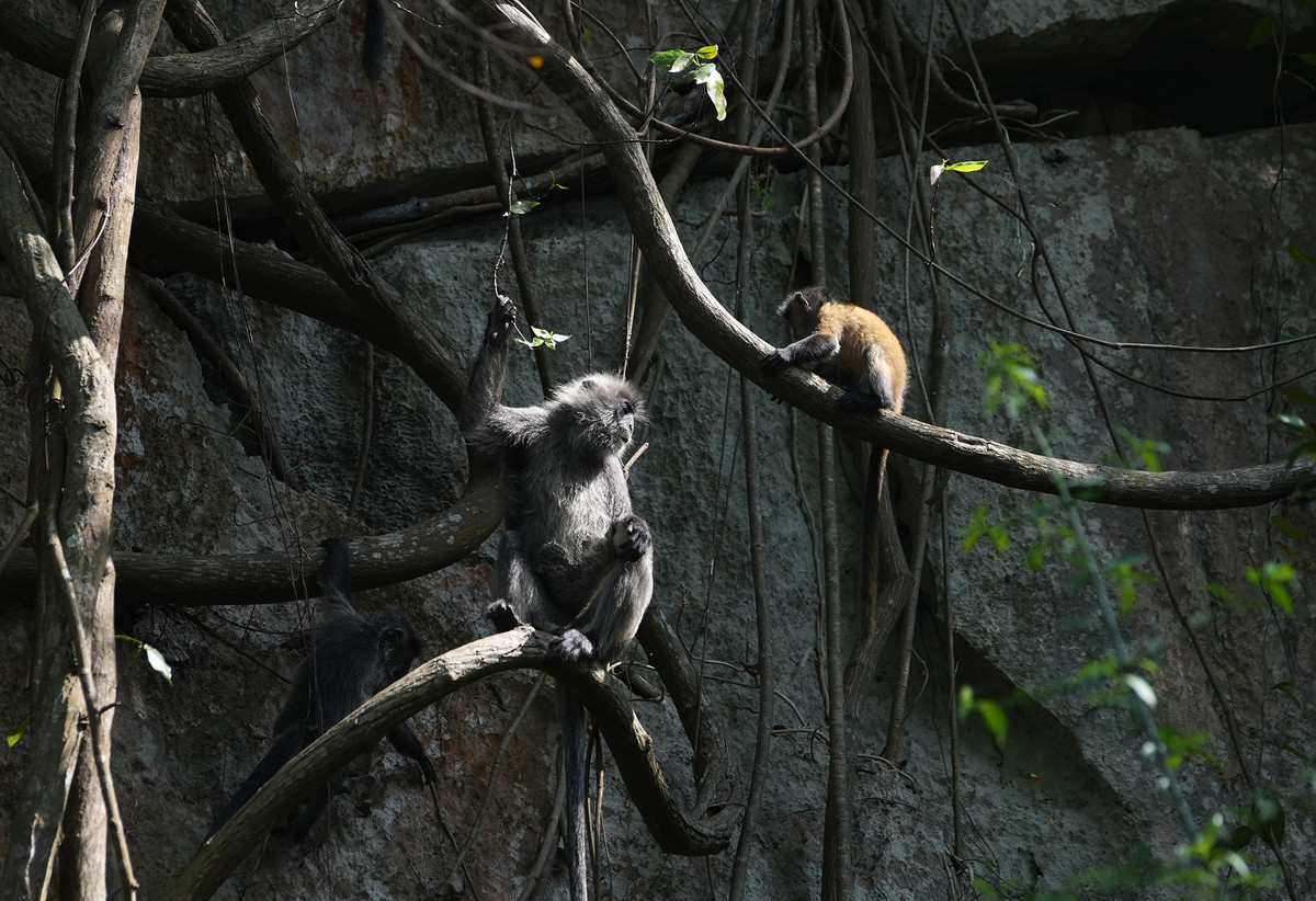 Voọc con được mẹ chăm sóc cẩn thận và đang trong giai đoạn trưởng thành.