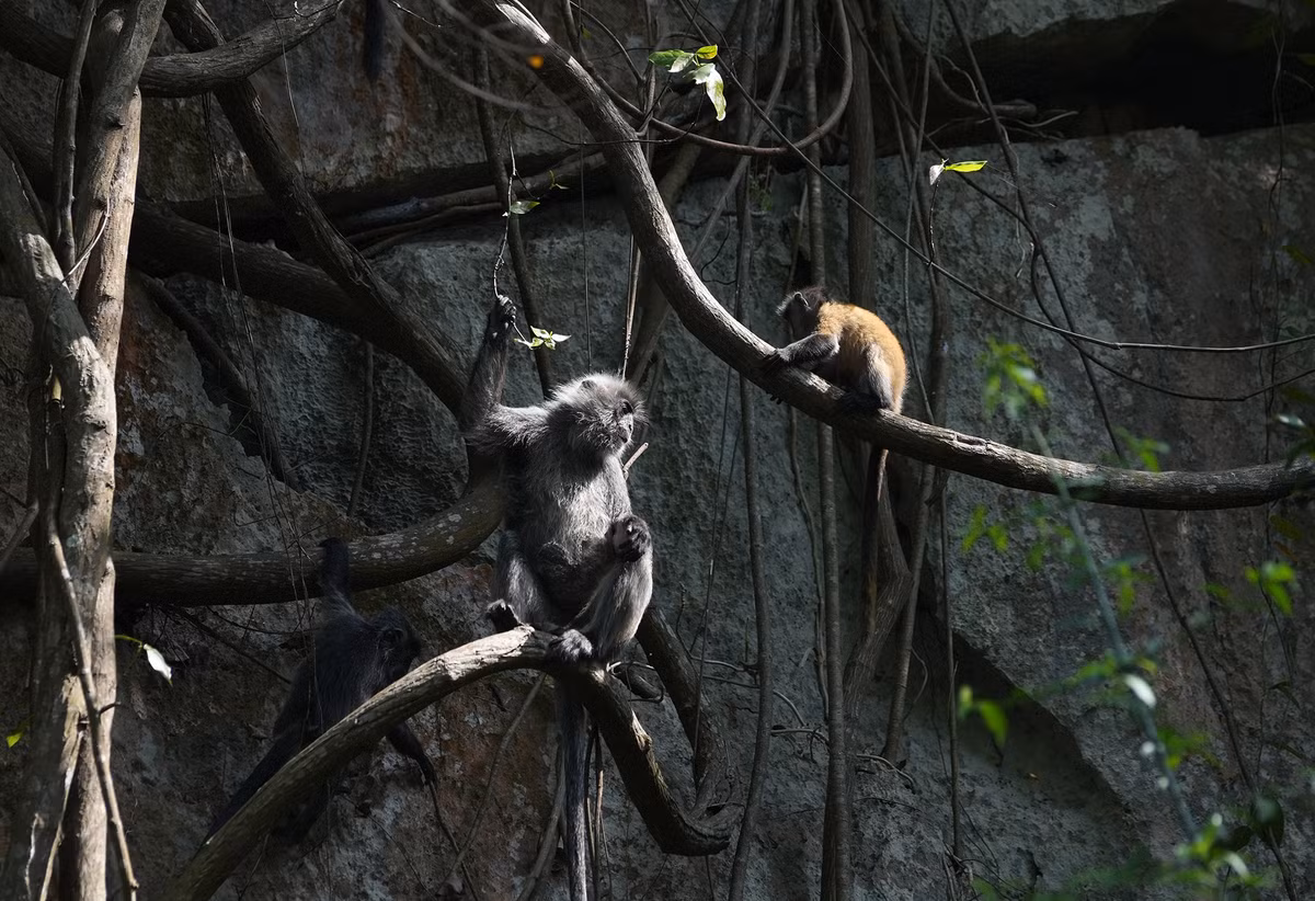 Voọc con được mẹ chăm sóc cẩn thận và đang trong giai đoạn trưởng thành.