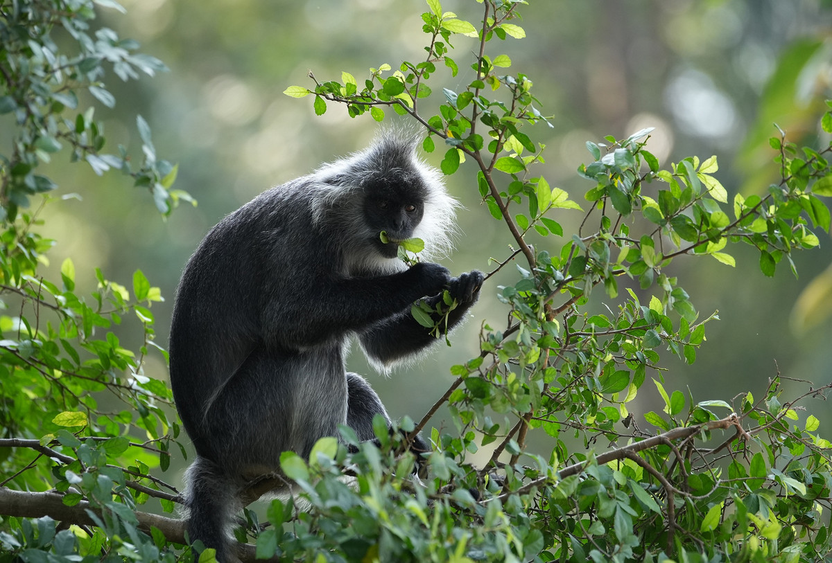 Theo quan sát của ngành chức năng và người dân địa phương, đàn voọc khỏe mạnh, xuất hiện thường xuyên tại các vách núi Hòn Chông có tán cây rậm rạp để tìm thức ăn.