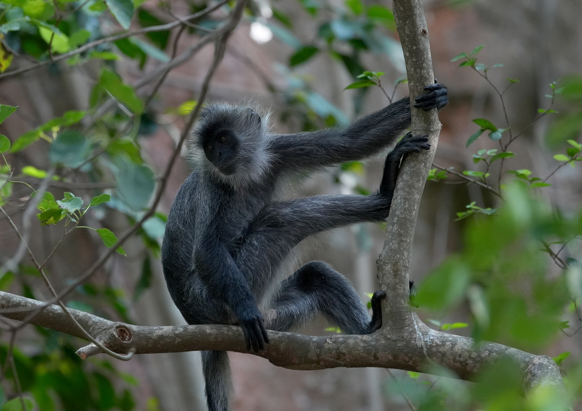 Cận cảnh một cá thể voọc trưởng thành.