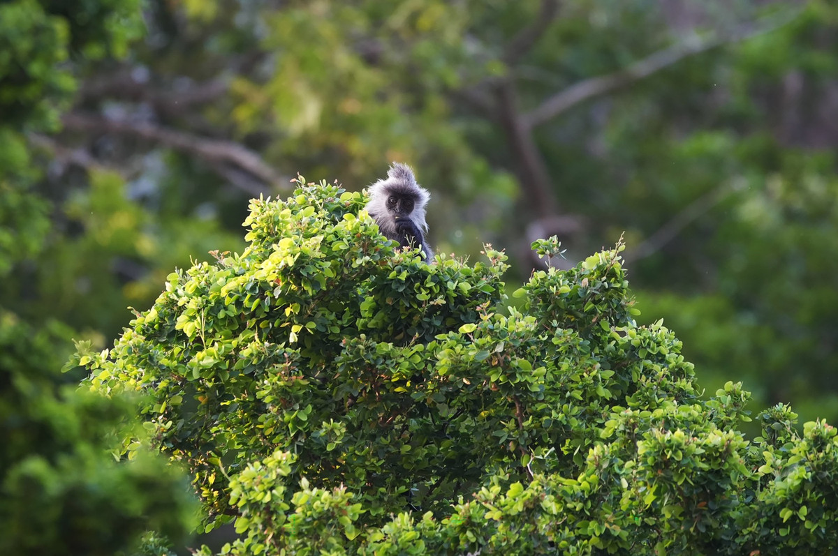 Theo ngành chức năng tỉnh Kiên Giang, đàn voọc sẽ tiếp tục được quan tâm, tạo điều kiện thuận lợi để sinh trưởng.