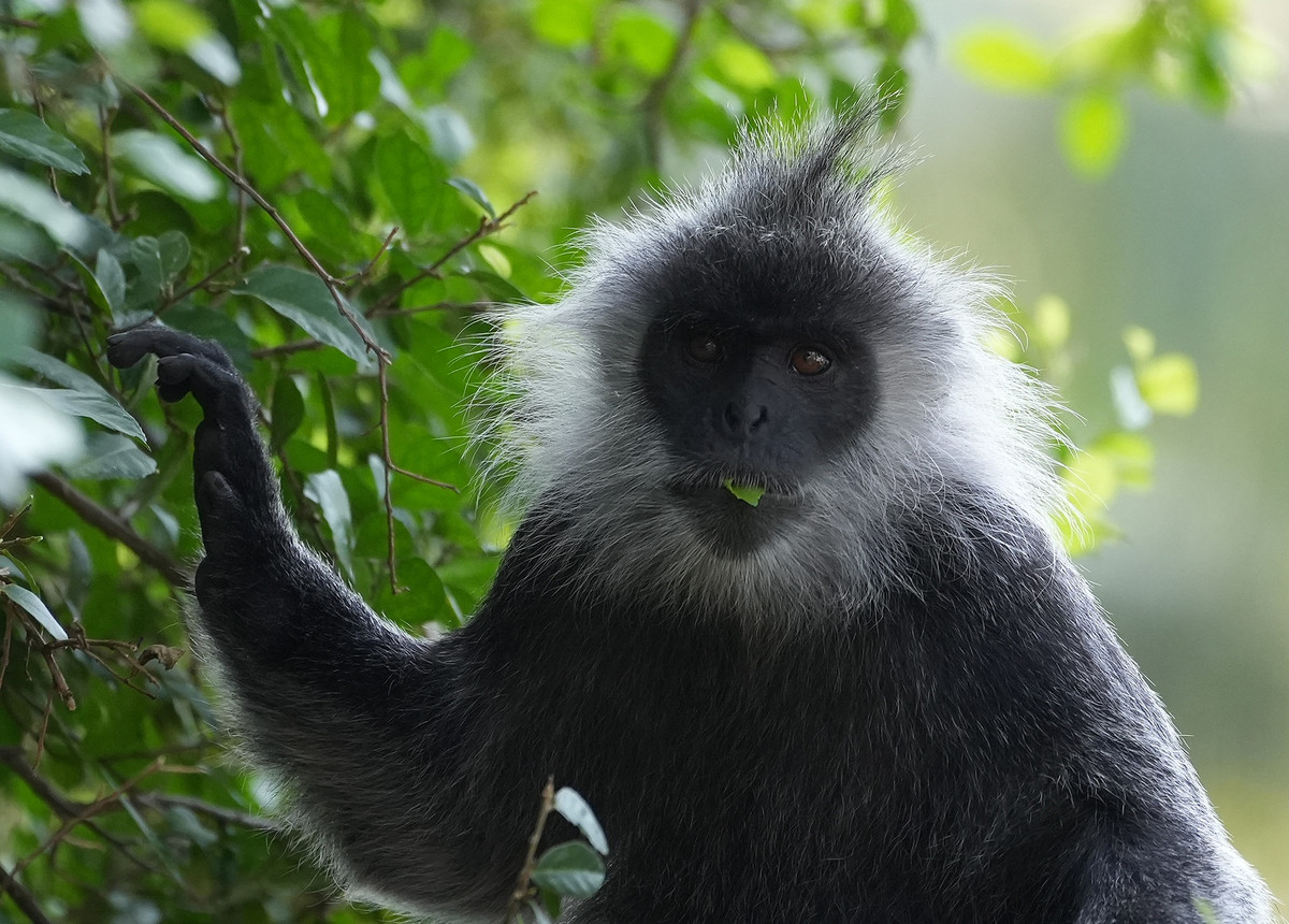 12 năm sau di dời về núi Hòn Chông, thuộc xã Bình An, huyện Kiên Lương, đàn voọc sinh trưởng, phát triển khá tốt.