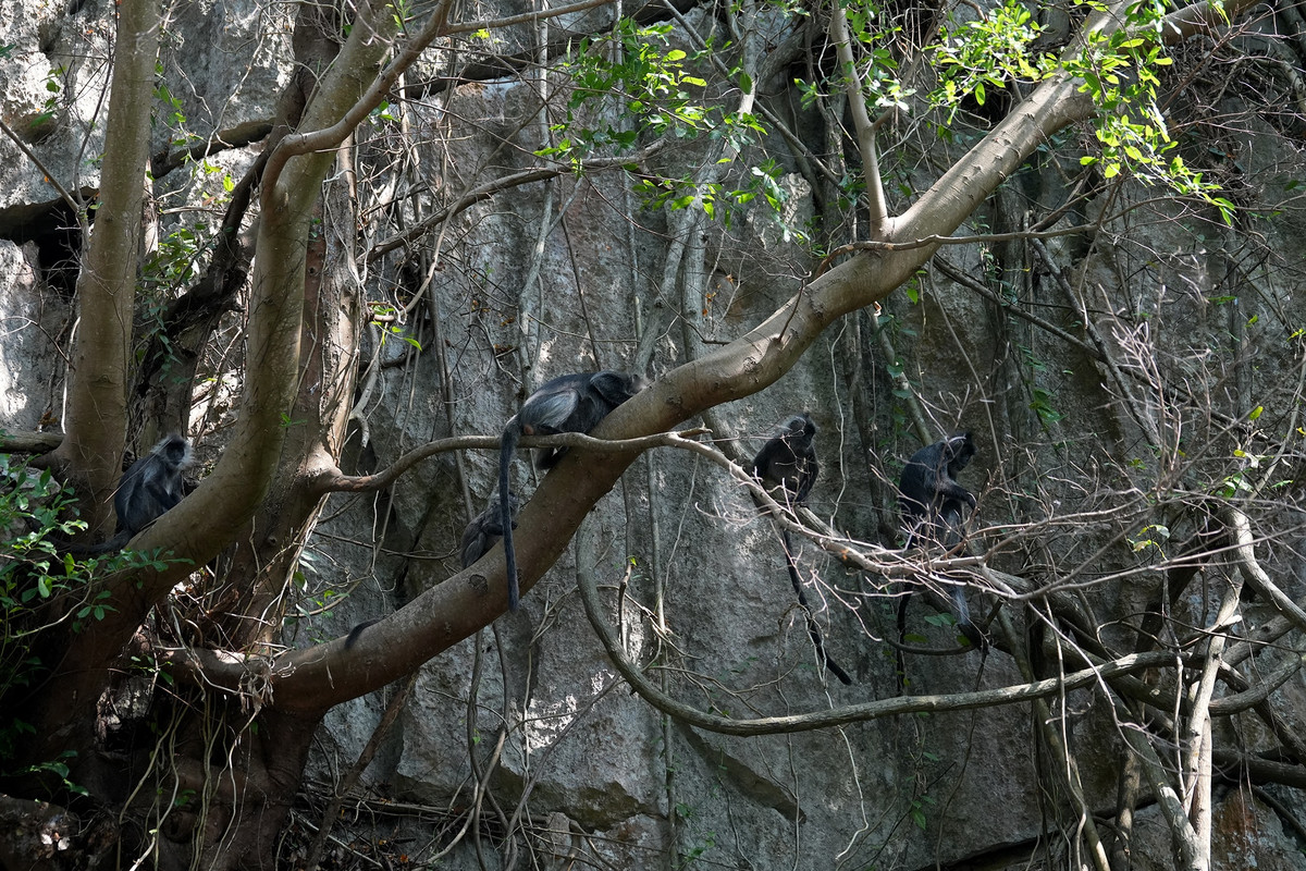 Loài voọc bạc Đông Dương ở núi Hòn Chông là loài linh trưởng được Sách đỏ Việt Nam xếp vào loại “Sắp nguy cấp - Vulnerable (VU)” vì số lượng cá thể được ghi nhận ngày càng ít ỏi, cần được bảo tồn nghiêm ngặt. Theo số liệu thống kê từ ngành chức năng, số lượng loài này được cho là đã suy giảm hơn 50% trong vòng 36 năm qua (ba thế hệ, mỗi một thế hệ kéo dài 12 năm) dưới tác động của việc săn bắt và mất nơi cư trú.