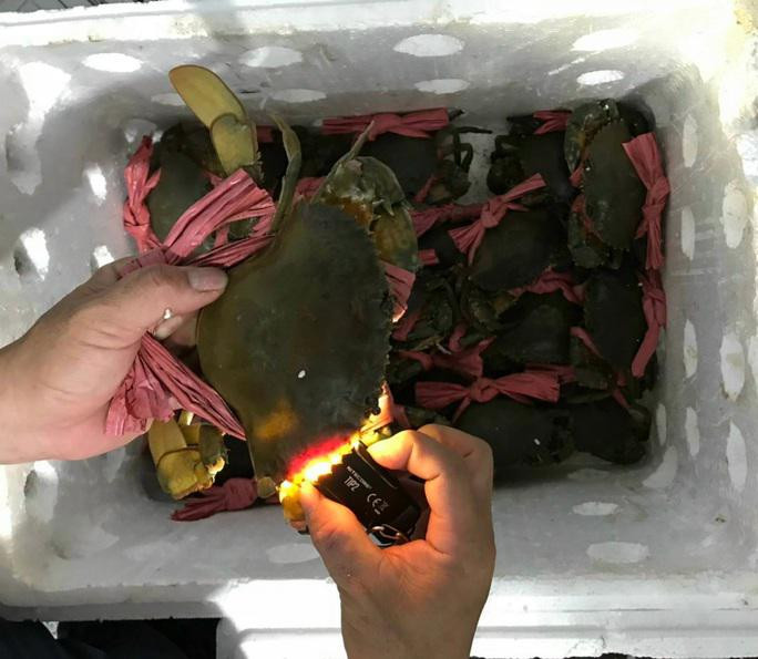 Ông Nguyễn Văn Minh (ngụ huyện Năm Căn, tỉnh Cà Mau) cho biết cua biển Cà Mau được đánh giá là một trong những loại cua ngon nhất cả nước nên người tiêu dùng sẵn sàng chi số tiền lớn để mua về thưởng thức.