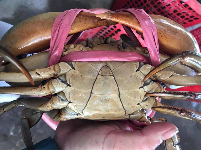 Cụ thể, cua gạch được thu mua với giá 850.000 đồng/kg; cua y nhất (loại hơn 300g/con) 430.000 đồng/kg; cua y tứ (dưới 300gram/con) giá 290.000 đồng/kg.