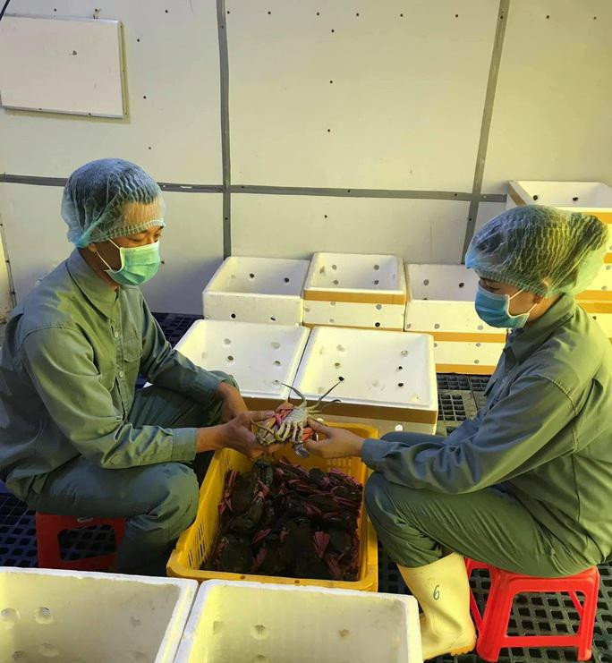 Theo lý giải của nhiều thương lái, giá cua biển Cà Mau tăng là do gần đến dịp thanh minh nên nhu cầu thị trường về mặt hàng này tăng mạnh. "Nếu không có gì thay đổi, tôi nghĩ thanh minh năm nay, giá cua biển sẽ vượt mức 1 triệu đồng/kg" – thương lái Nguyễn Hữu Nghị nhận định.