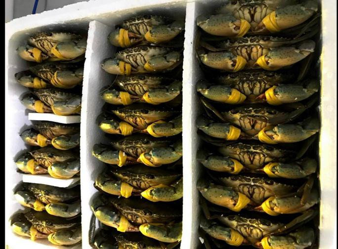 Ngày 19/3, theo ghi nhận của phóng viên, giá cua biển ngon nhất miền Tây tại Cà Mau những ngày qua luôn được thương lái đến tận vuông thu mua với giá rất cao.