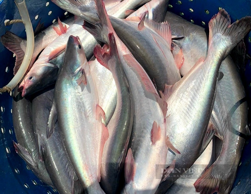 Nuôi cá tra kiểu Sài Gòn, ông nông dân thu trăm triệu mỗi năm - Hình 2 Nuoi ca tra kieu Sai Gon, ong nong dan thu tram trieu moi nam-Hinh-2