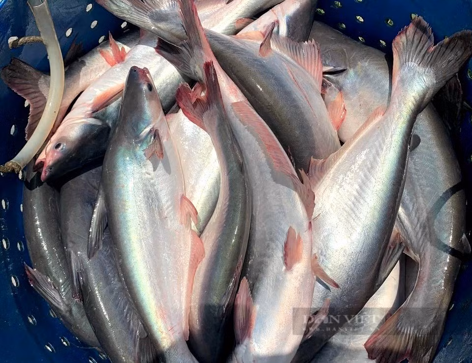 Nuoi ca tra kieu Sai Gon, ong nong dan thu tram trieu moi nam-Hinh-2