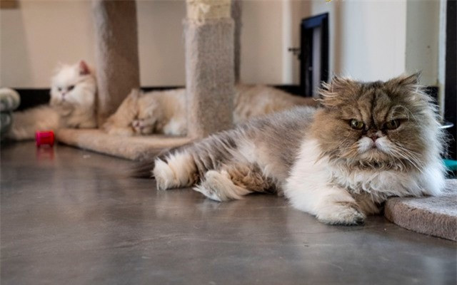 7 chu meo thua ke hon 7 ty dong: Hang tram nguoi tranh nuoi