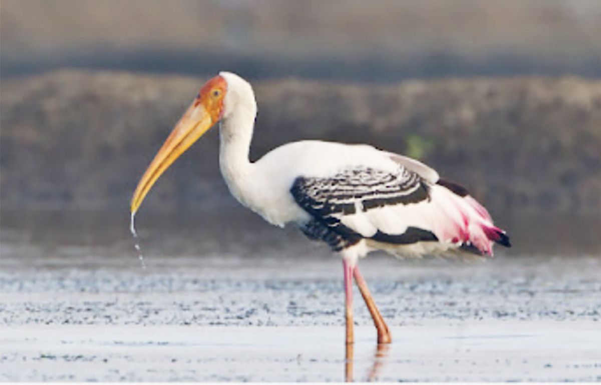 Den rung tram Tra Su, ngoi thuyen 'lac troi vao vung dat than tien'-Hinh-4