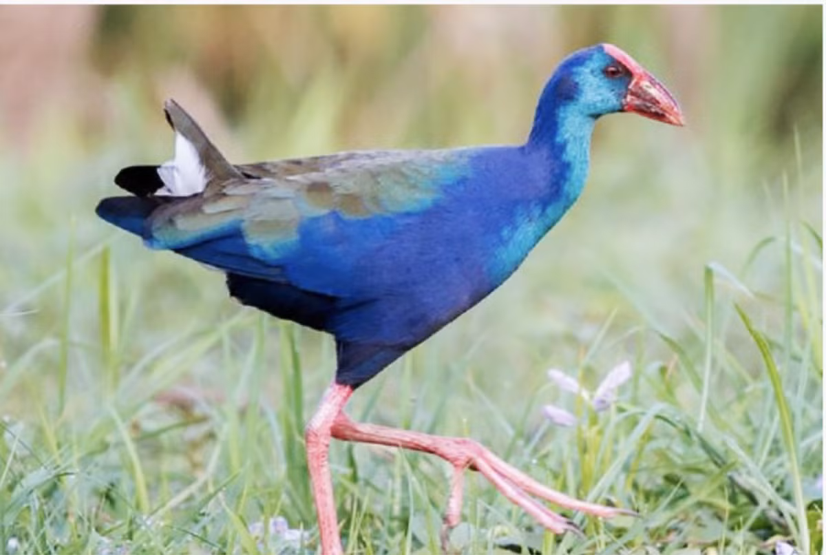 Den rung tram Tra Su, ngoi thuyen 'lac troi vao vung dat than tien'-Hinh-5