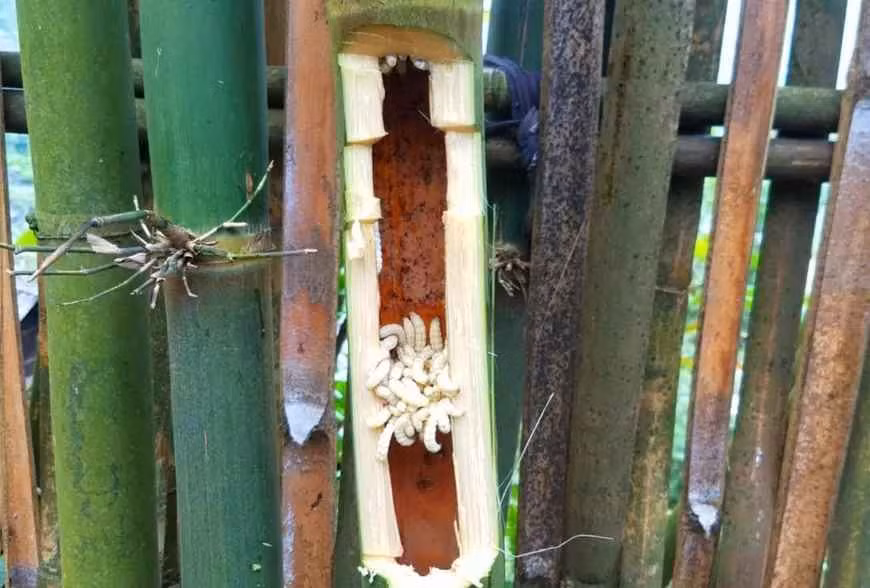 Mon an gay soc voi nhieu nguoi la dac san quy vung Tay Bac