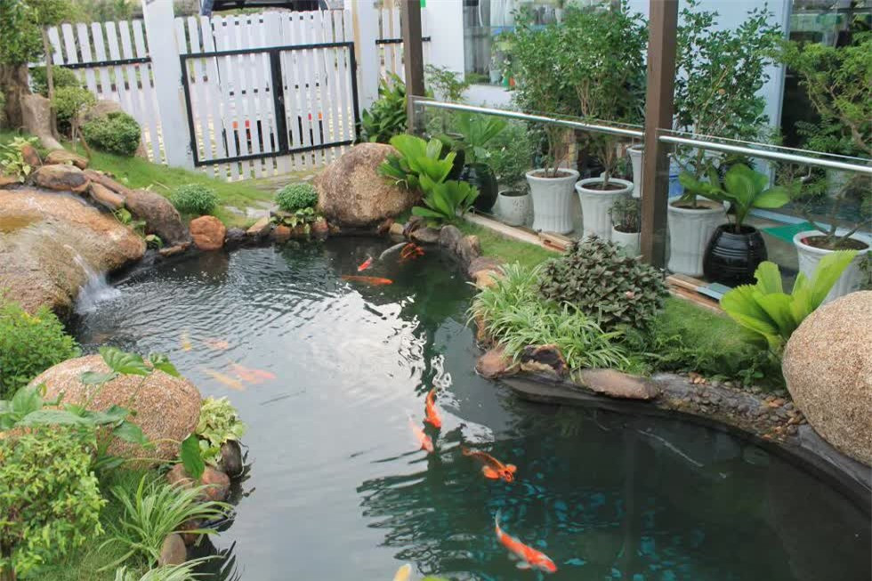 Nên xây hồ bơi, hồ nuôi cá ở phía trước hay sau nhà? ảnh 4
